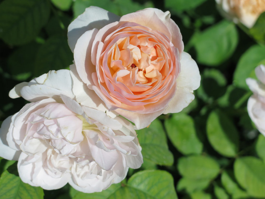 Butchart Gardens lachsfarbene Rose
