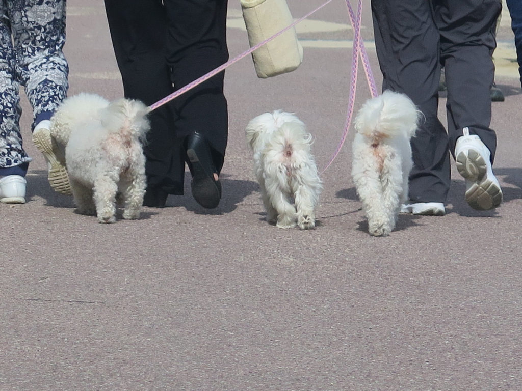 Drei kleine weisse Hund an der Leine auf dem Boulevard in Bournemouth
