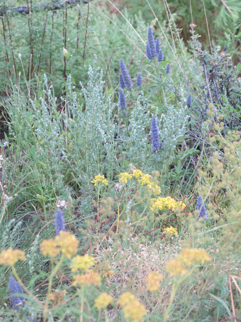 Feldblumen in gelb und lila