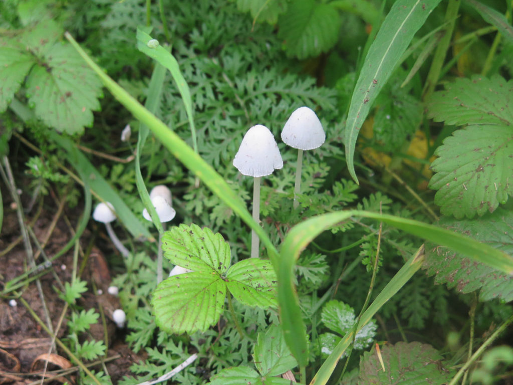 weiße Pilze zwischen grüne Blätter im Wald