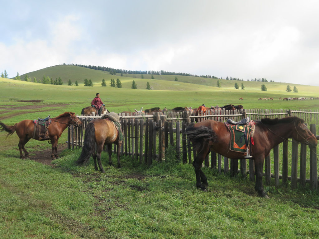 Mongolische Pferde angebunden am Holzzaun