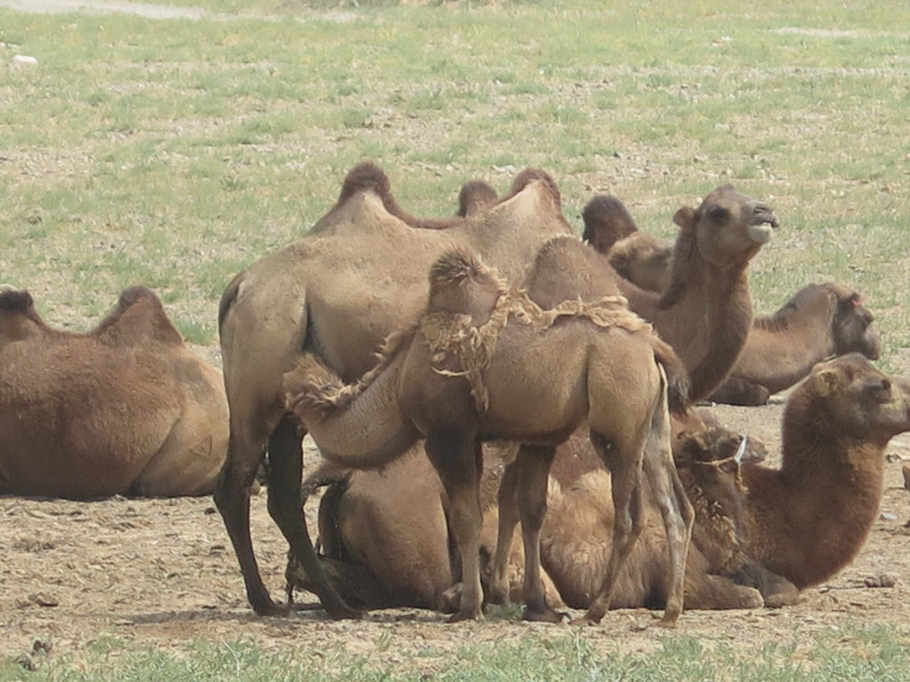 Kamele. Im Vordergrund trinkt ein junges Tier bei seiner Mutter