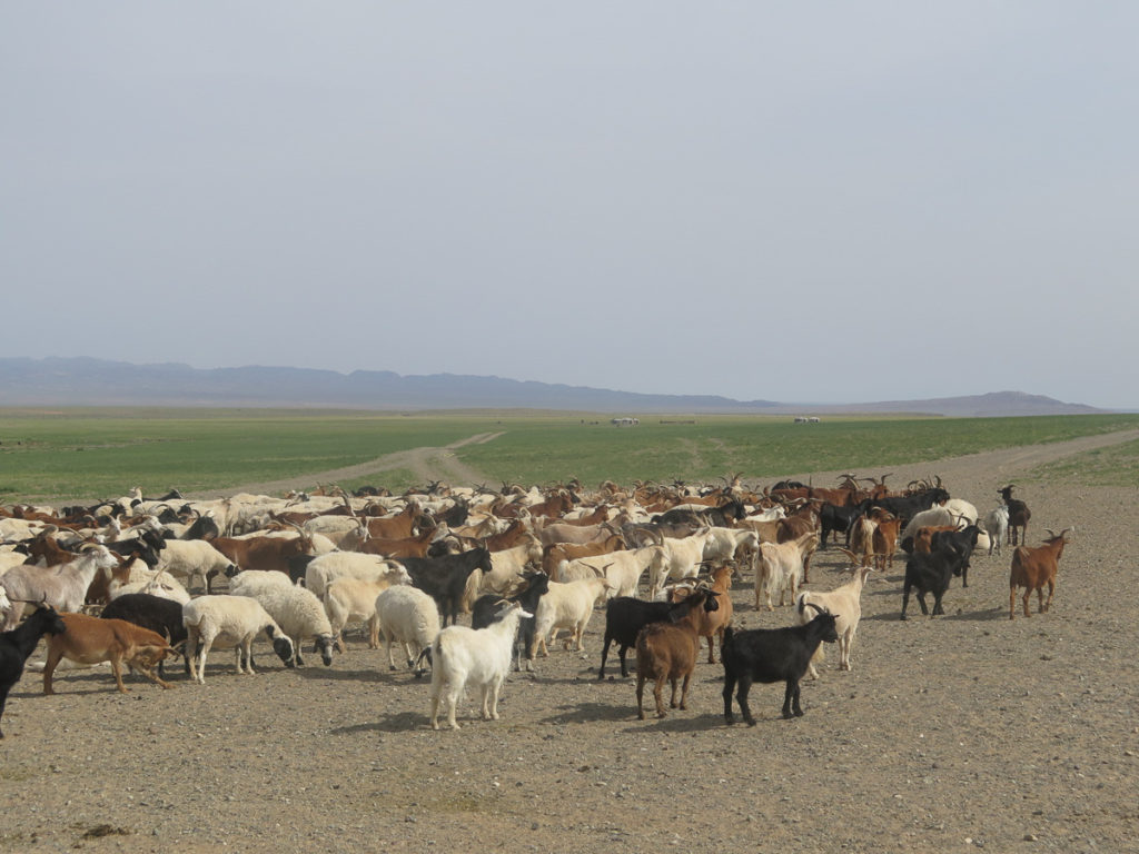 Ziegen in viele Farben in der Landschaft Mongolei