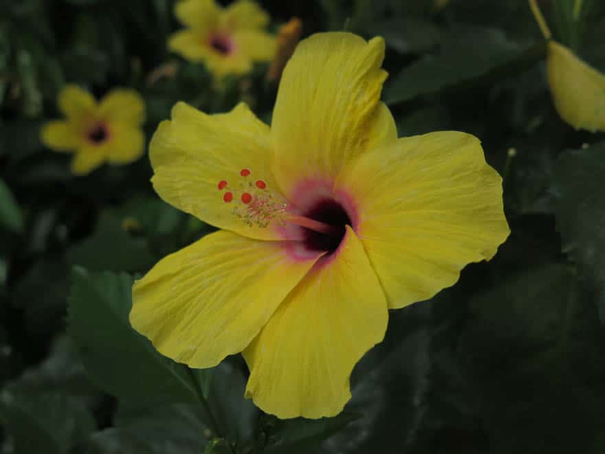 Gelbe Blume Nahaufnahme