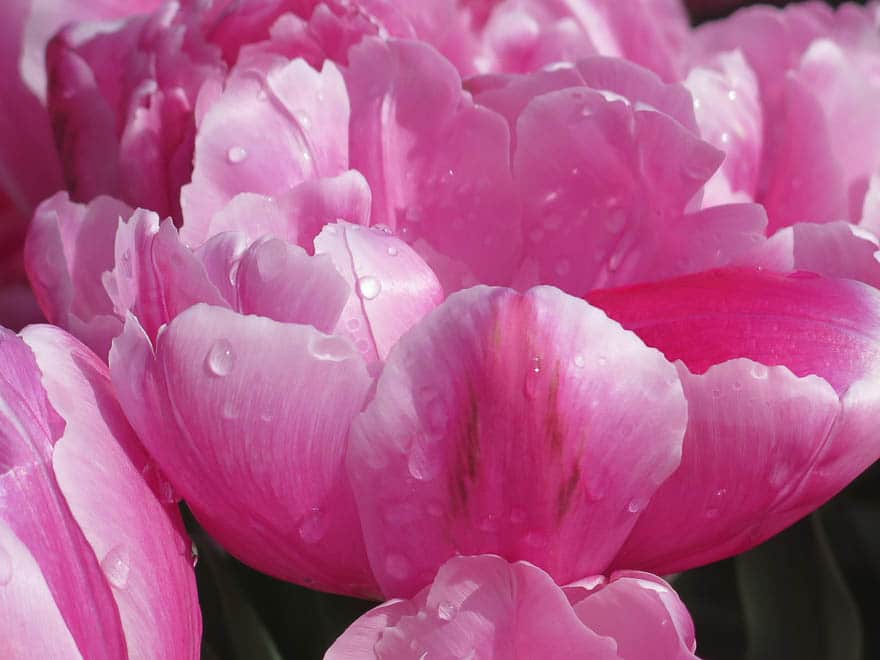 nahaufnahme pinkfarbene Tulpen mit Wassertropfen