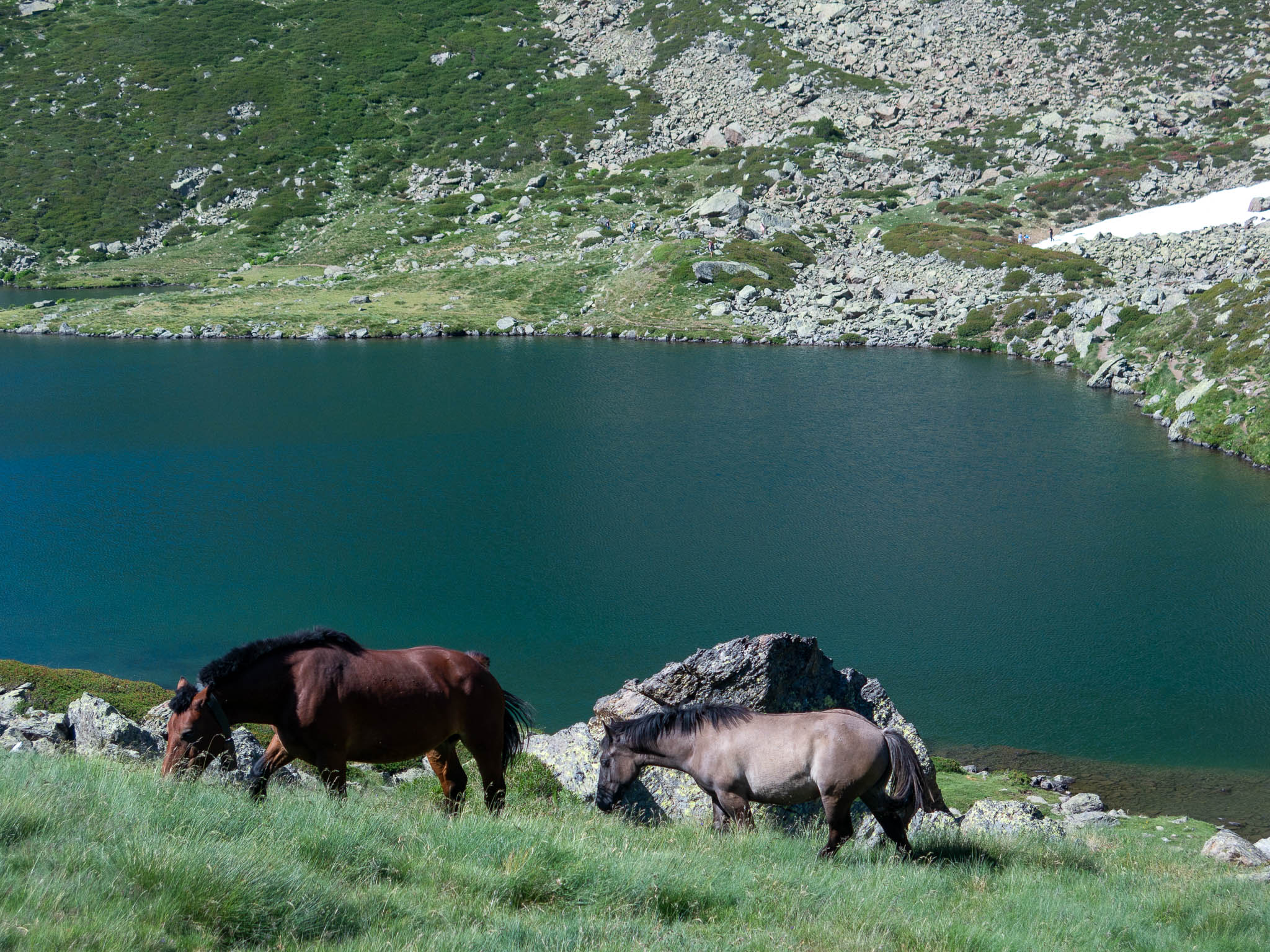 Estanys de Tristaina, Bergsee in Andorra, im Vordergrund zwei Pferde die grasen
