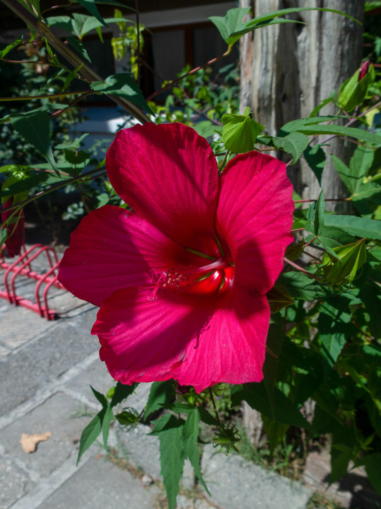 Pinkfarbene Blume nahaufname, im Hintergrund blaetter, Varna