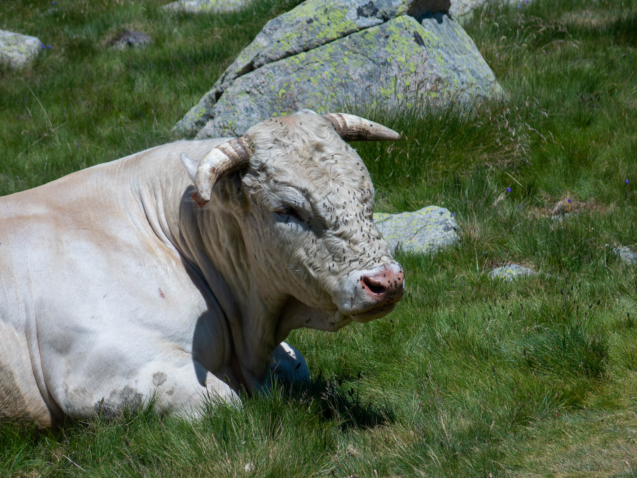 Rind weiß/beige in den Bergen von Andorra, Kopf bedeckt mit Fliegen