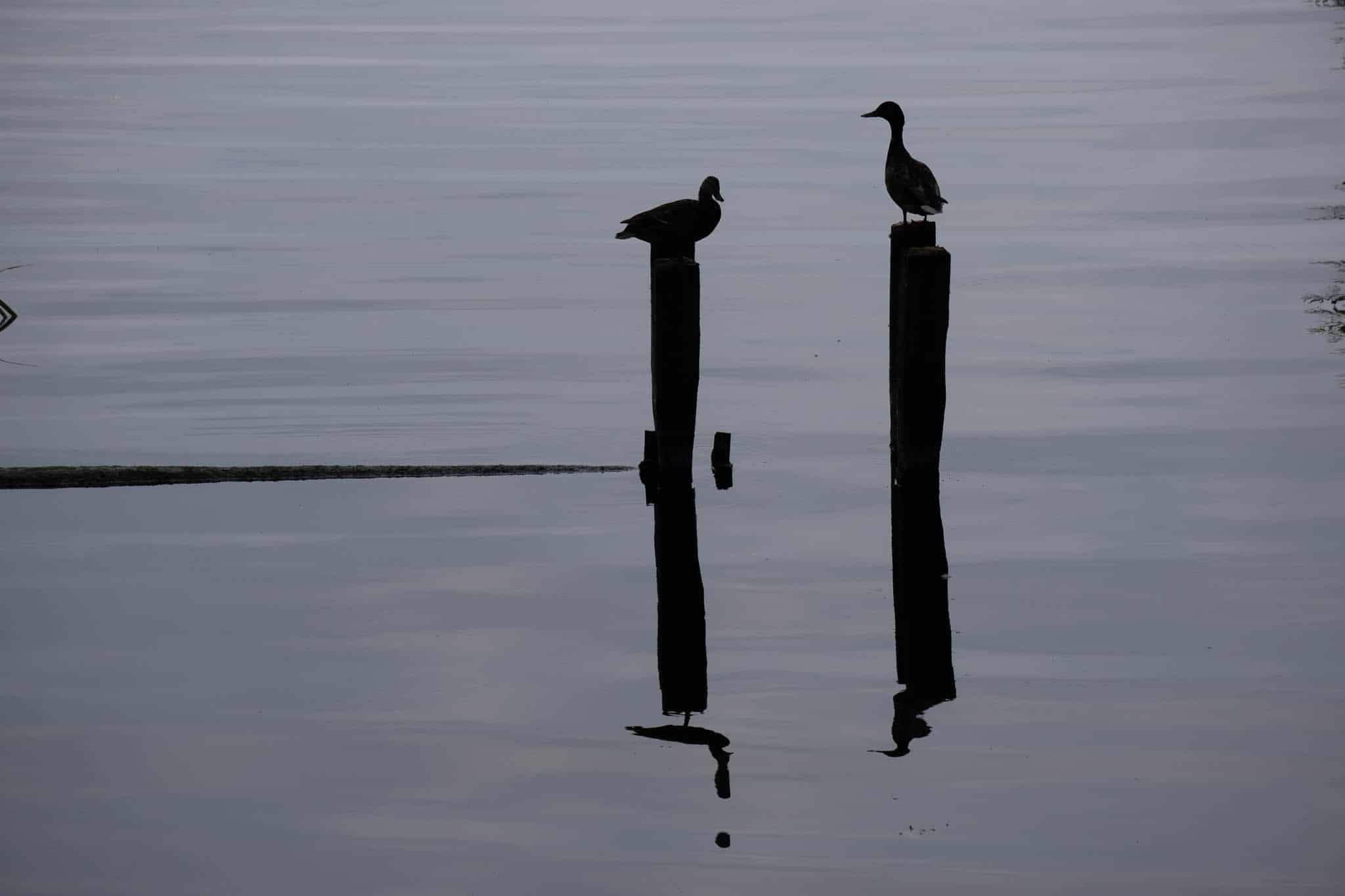 zwei Enten auf Pfähle im Wasser