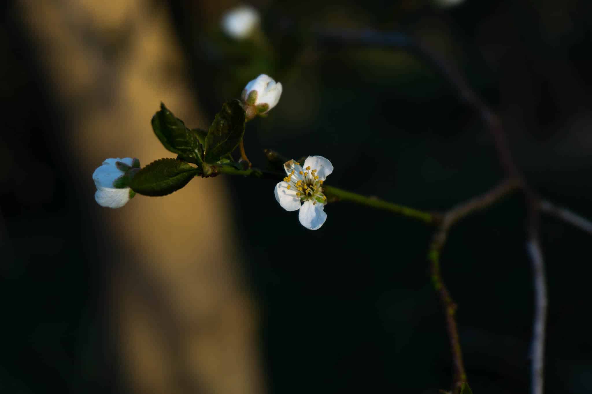 Frühlingsblüte weiß am Zweig