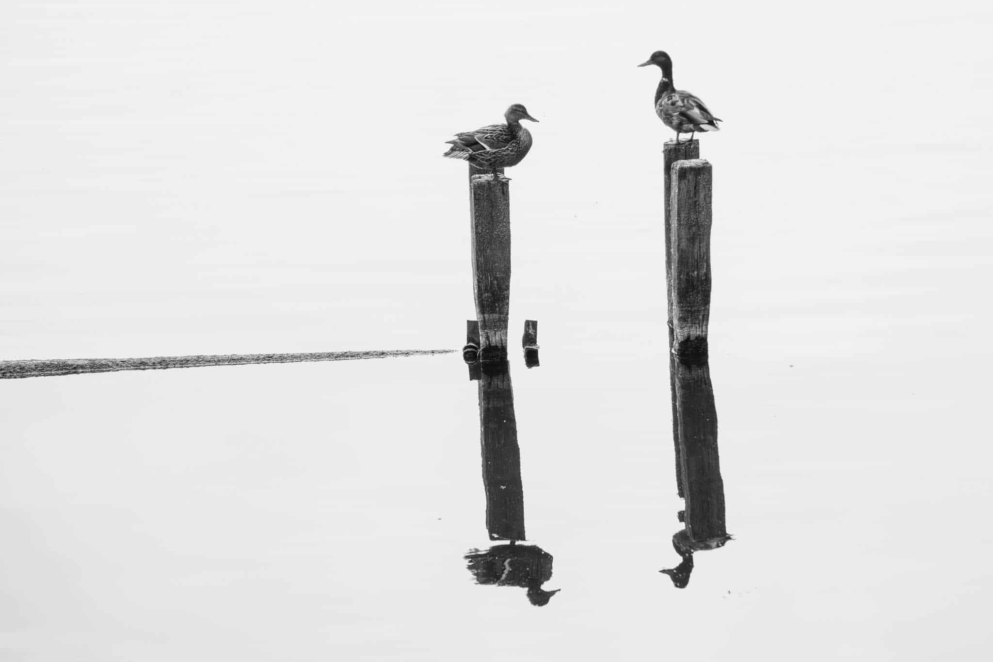 zwei Enten sitzen auf Pfähle auf dem Wasser, schwarz-Weiß