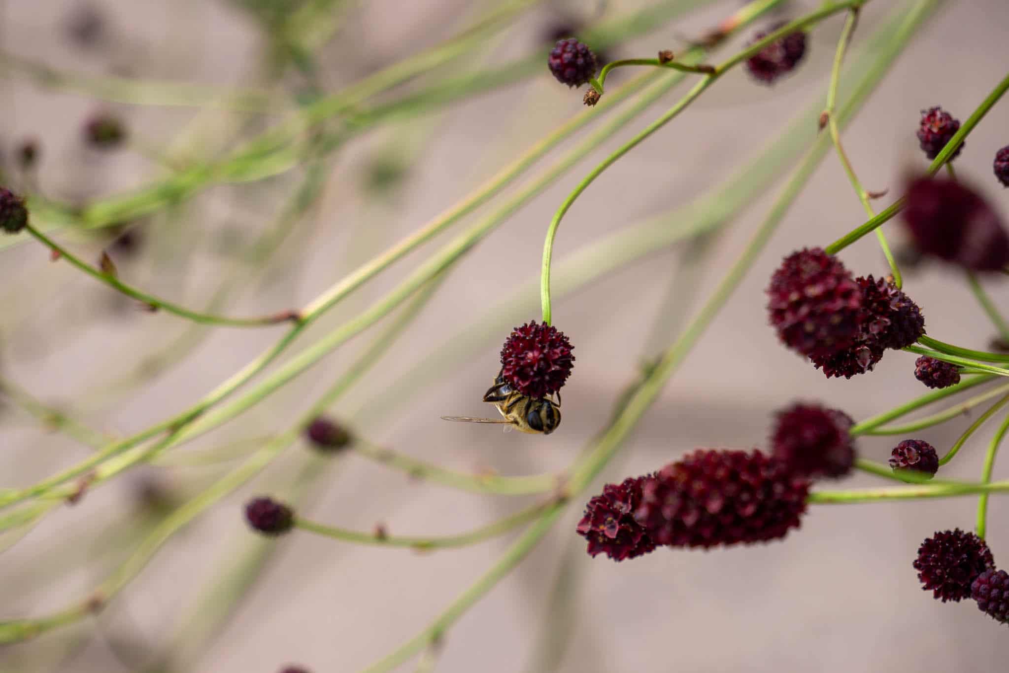 dunkelrote Blüten mit Biene Nahaufnahme