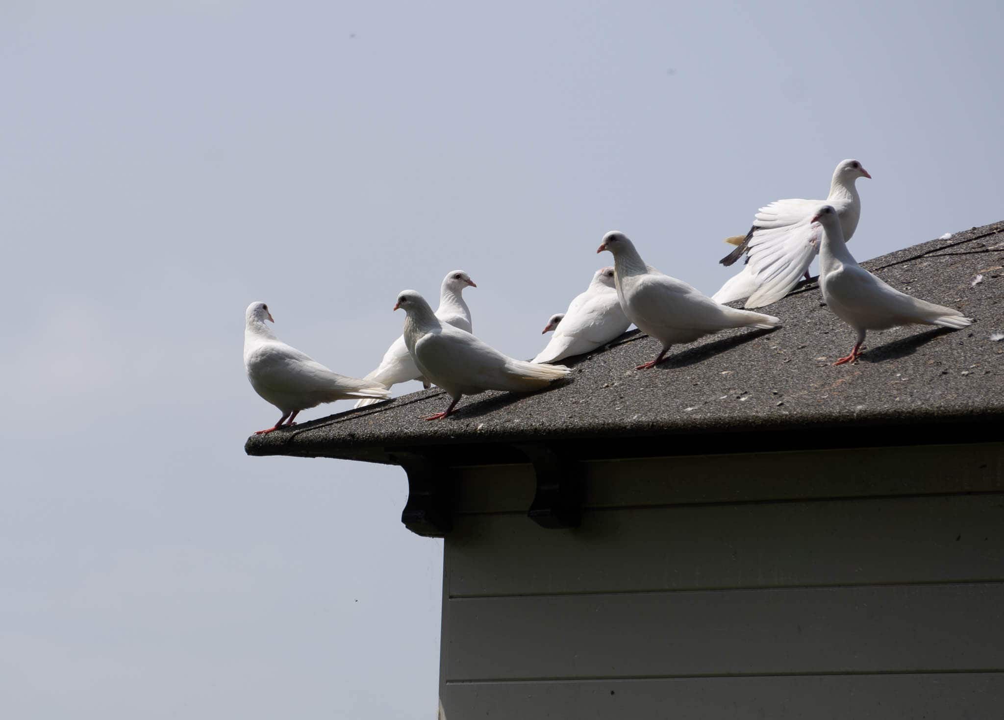 Weiße Tauben auf einem Dach