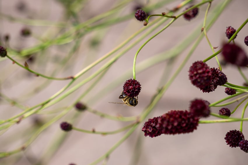 Blüte Bordeauxrot mit Biene Nahaufnahme