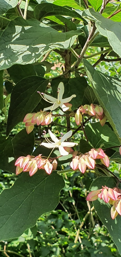 Erdnussbutterbaum Blüten